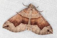 Scotopteryx angularia