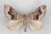 Scotopteryx angularia