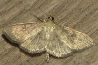 Patania ruralis