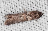 Acrobasis consociella