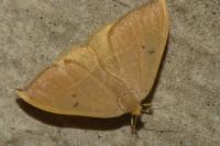 Watsonalla binaria