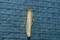 Eilema caniola