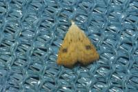 Rivula sericealis