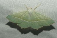 Campaea margaritaria