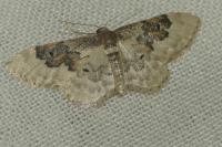 Idaea rusticata