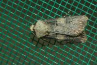 Agrotis puta