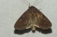 Lacanobia oleracea