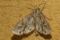 Meganephria bimaculosa