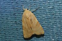 Noctua fimbriata