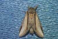 Pheosia tremula