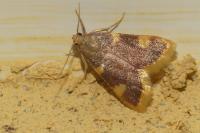Hypsopygia costalis