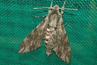 Agrius convolvuli