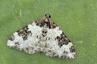 Xanthorhoe sardisjuncta