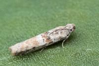 Ancylosis oblitella