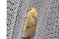 Pseudenargia ulicis