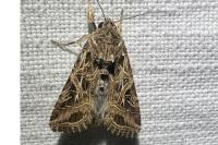 Spodoptera littoralis