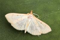 Hodebertia testalis