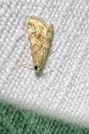 Hellula undalis