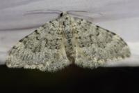 Nebula achromaria