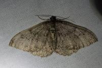 Triphosa sabaudiata