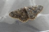 Charissa mucidaria