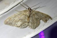 Ectropis crepuscularia