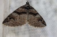 Pareulype berberata berberata