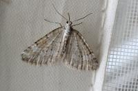 Perizoma albulata