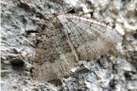 Triphosa tauteli
