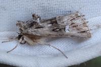 Calophasia lunula