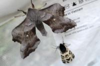 Laothoe populi