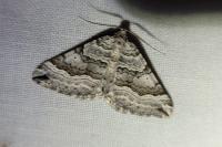 Scotopteryx vicinaria