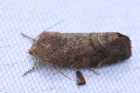 Cosmia affinis