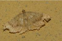 Camptogramma bilineata
