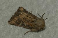 Luperina dumerilii