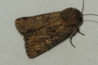 Luperina testacea