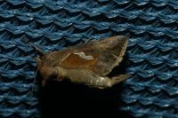 Macdunnoughia confusa