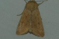 Mythimna vitellina
