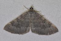 Scotopteryx bipunctaria