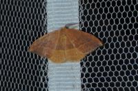 Watsonalla binaria