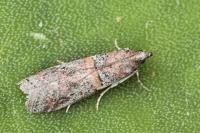 Acrobasis bithynella