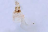 Acrobasis bithynella