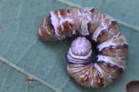 Pheosia tremula