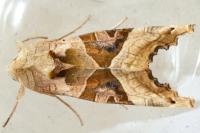 Phlogophora meticulosa