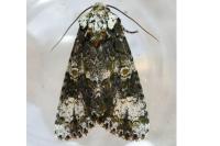 Craniophora ligustri