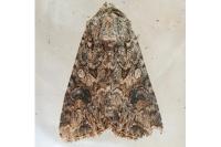 Anarta trifolii