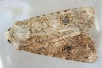 Anarta trifolii