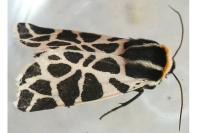 Cymbalophora pudica