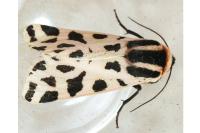 Cymbalophora pudica