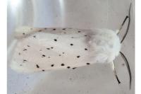 Spilosoma lubricipeda